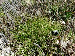 Isolepis cernua cernua