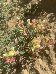 Acmispon grandiflorus grandiflorus