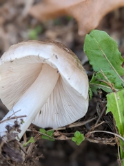 Pluteus hongoi
