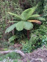 Cyathea cooperi