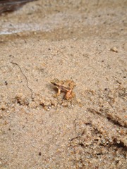 Rheobates pseudopalmatus