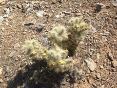 Cylindropuntia multigeniculata
