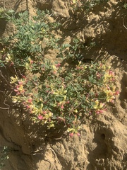 Acmispon grandiflorus grandiflorus