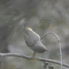 Acanthiza reguloides