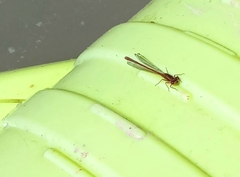 Xanthocnemis zealandica