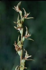 Prasophyllum subbisectum