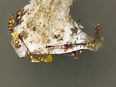 Xanthocnemis zealandica