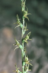 Prasophyllum subbisectum