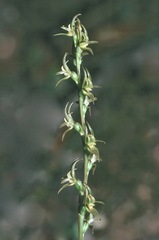 Prasophyllum subbisectum
