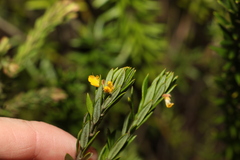 Aotus lanigera