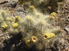 Cylindropuntia multigeniculata