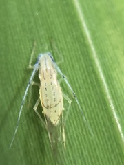 Takecallis arundinariae