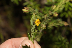 Aotus lanigera