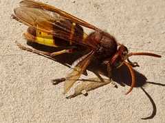 Vespa orientalis