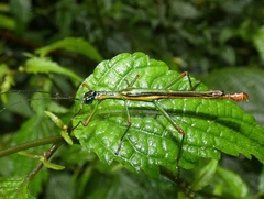 Damasippus