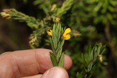 Aotus lanigera