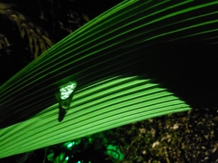 Agalychnis callidryas