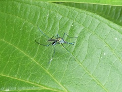 Toxorhynchites moctezuma