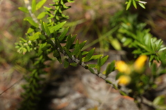 Aotus lanigera