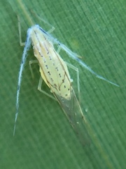 Takecallis arundinariae