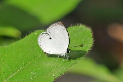 Neopithecops zalmora