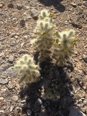 Cylindropuntia multigeniculata