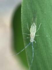 Takecallis arundinariae