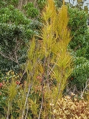 Dracophyllum longifolium