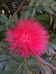 Calliandra haematocephala