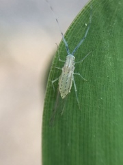 Takecallis arundinariae