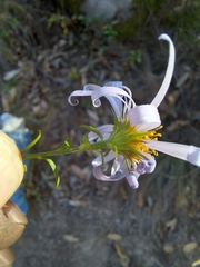 Galatella meyendorffii