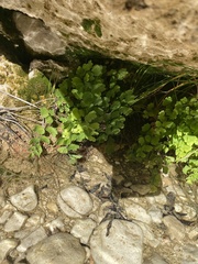 Adiantum capillus-veneris