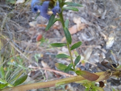 Galatella meyendorffii