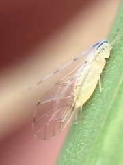 Takecallis arundinariae