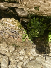 Adiantum capillus-veneris