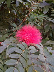 Calliandra haematocephala