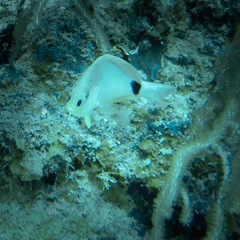 Hypoplectrus unicolor