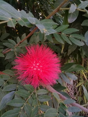 Calliandra haematocephala