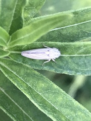 Graphocephala hieroglyphica