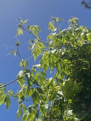 Cardiospermum grandiflorum