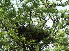 Falco femoralis