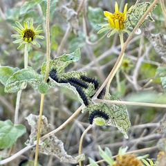 Chlosyne californica
