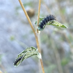 Chlosyne californica