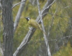 Nesoptilotis leucotis
