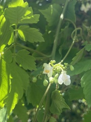 Cardiospermum grandiflorum
