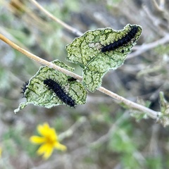 Chlosyne californica