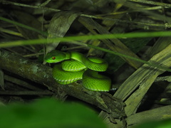 Trimeresurus rubeus