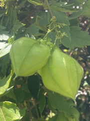 Cardiospermum grandiflorum