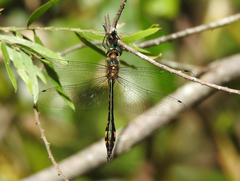 Hemicordulia continentalis