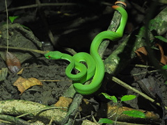 Trimeresurus rubeus
